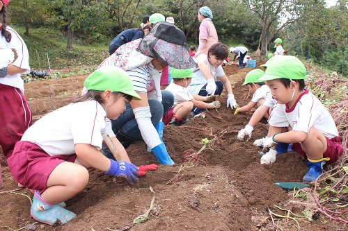 女性農業委員さんと茂木保育園児のサツマイモ掘り
