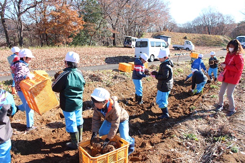 コンニャクイモを収穫する須藤小学校の児童たち