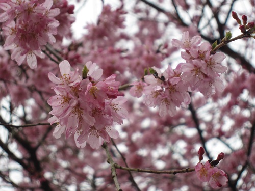 シダレ桜は見頃です