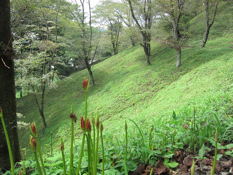 城山公園 開花状況(9月11日)