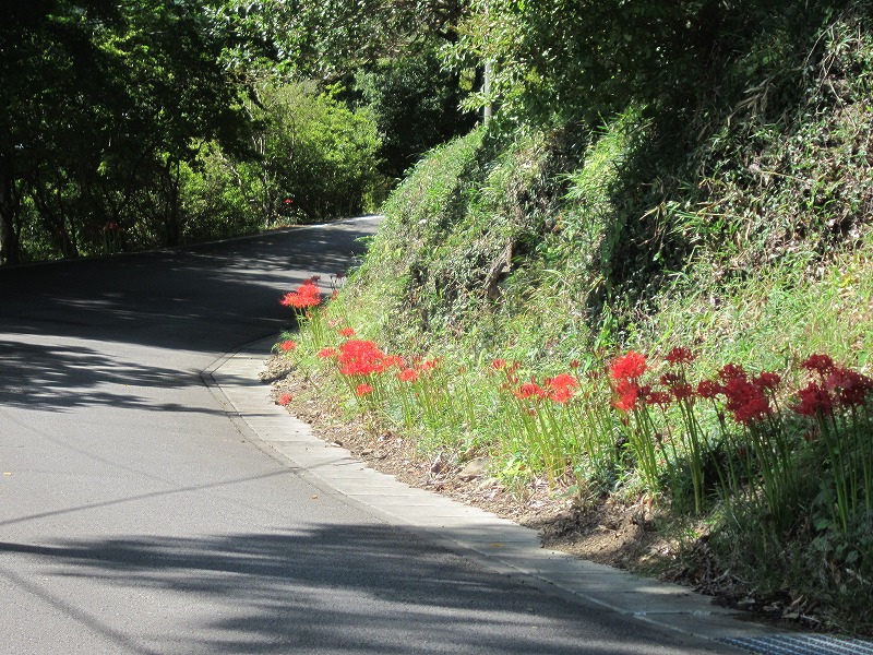 道路沿いは開花が進んでおります。(撮影日9月13日)