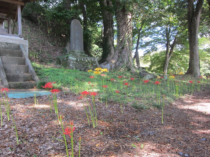 一部開花が始まりました。(撮影日9月13日)