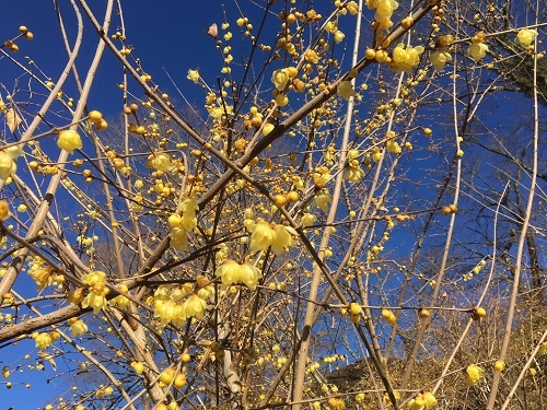 日当たりの良い場所は開花が進んでいます