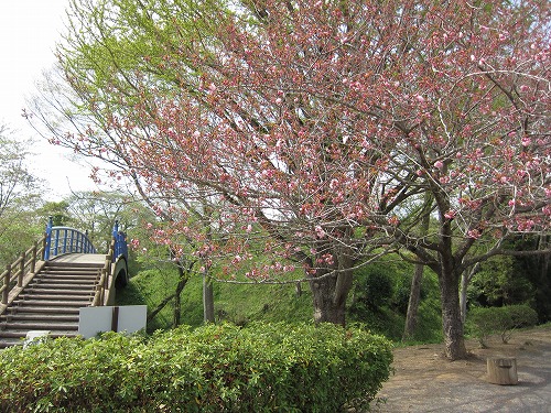 八重桜の様子(撮影日4月12日) ①