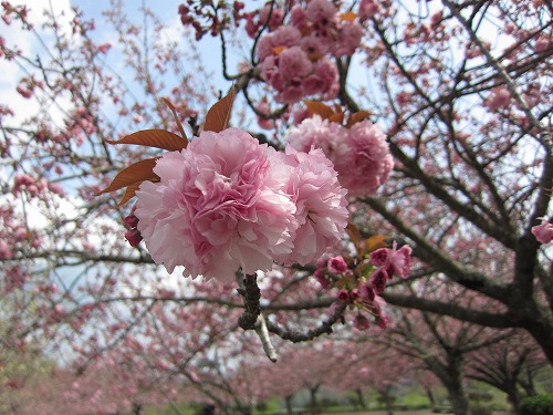 八重桜の様子(撮影日4月12日) ②