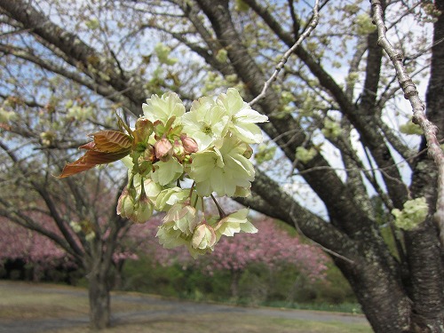 八重桜の様子(撮影日4月12日) ③