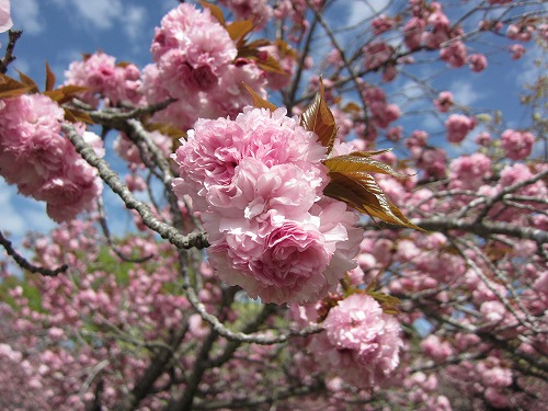 八重桜の様子(撮影日4月16日) ②