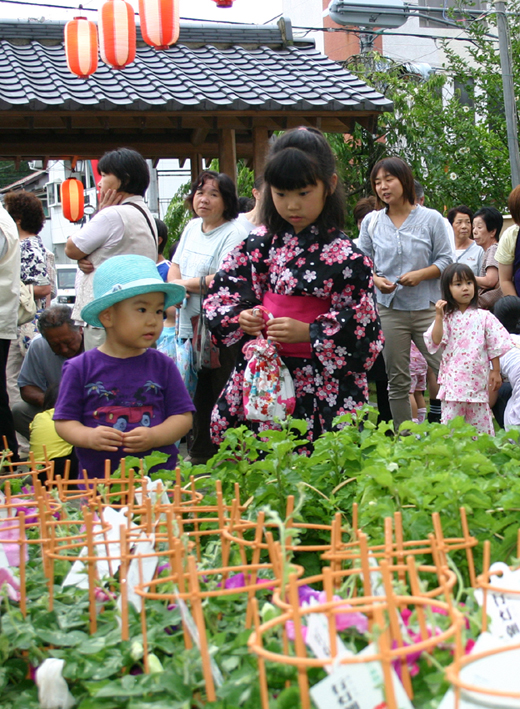 あさがお・ほおずき市