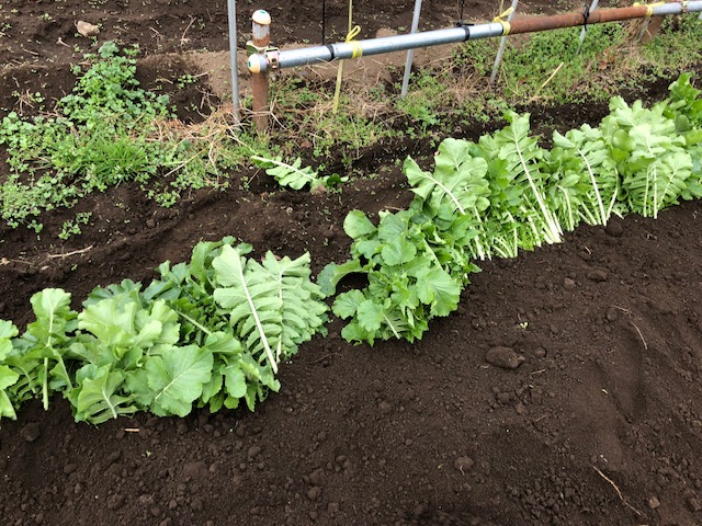 土をかぶせて作業終了！