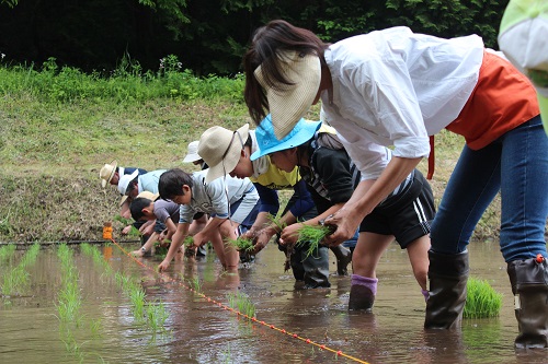芳賀富士の棚田 田植え