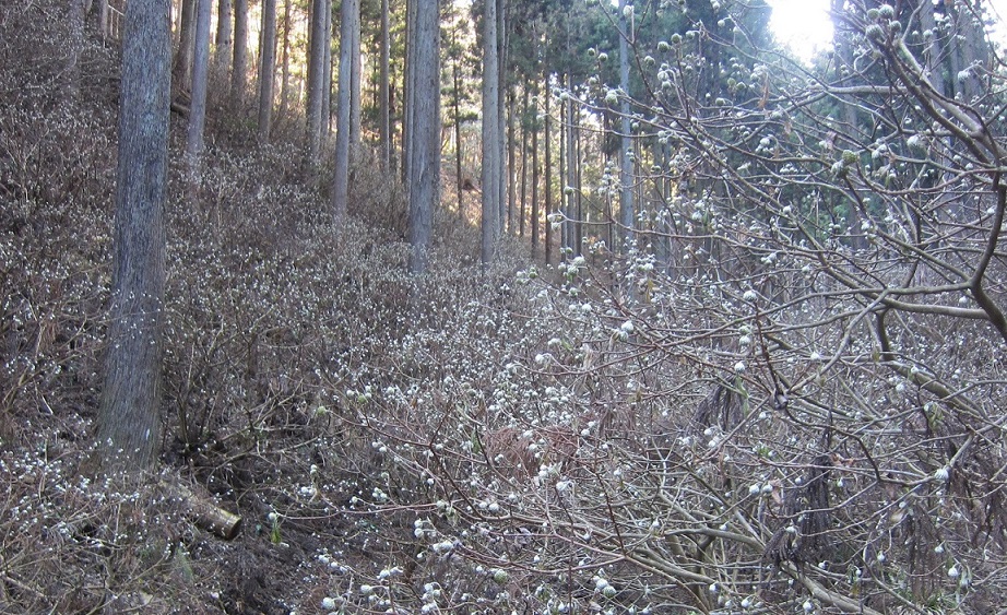 2019.01.29 開花が楽しみです
