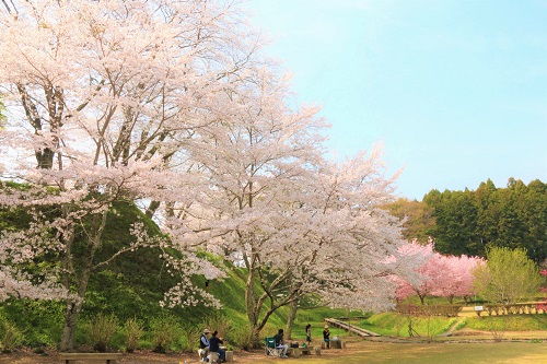 昨年春の城山公園。例年美しい桜が咲きます。