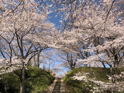 頂上への道も桜でいっぱい