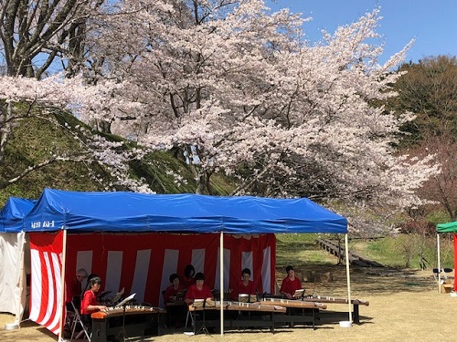 桜の木の下で箏曲