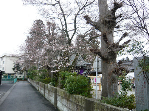 八雲神社の桜はまだ五分咲き。満開が待ち遠しいです。
