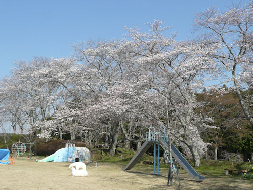 城山の桜は今週末が見頃です