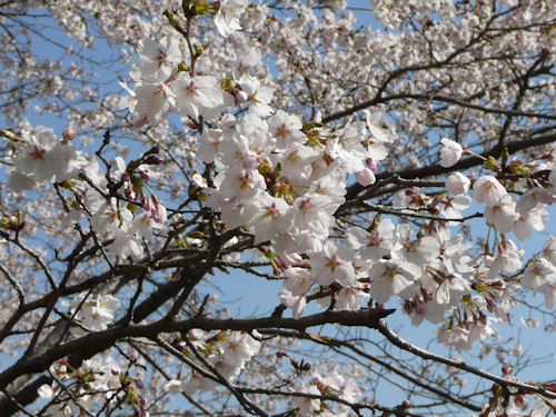 桜の花は花見をする人に向かって咲くんだそうです