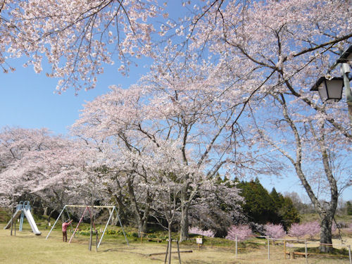 満開の城山公園の桜です