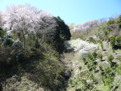 木々の緑とのコントラストが美しい元古沢の桜です