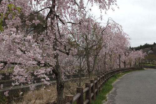 河川沿いの枝垂桜並木が満開です