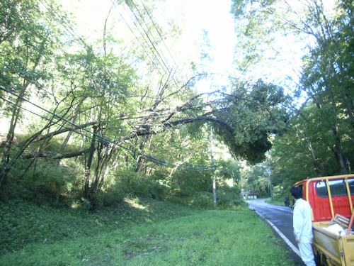 台風の風により木が倒れ、電線に引っかかっています