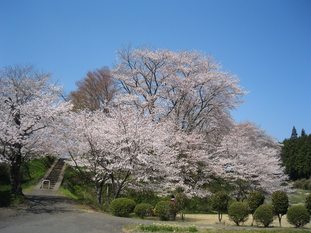 城山公園 桜