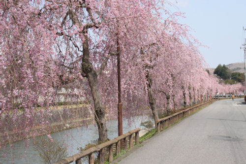 もぴあ付近のシダレ桜が市街地を彩ります