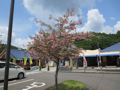 これが道の駅もてぎの「えごの樹」です