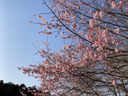 並松運動公園の桜　その2