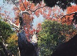 小貫のイロハモミジ
