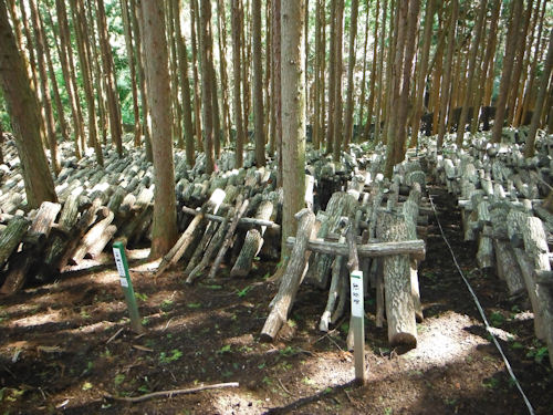 原木シイタケ生産者により、保たれる山の環境