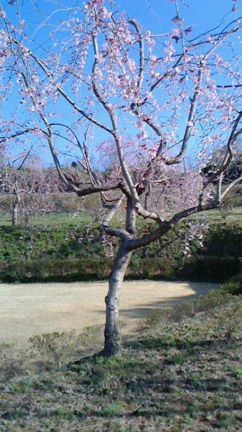 シダレ桜はもう５分咲きです