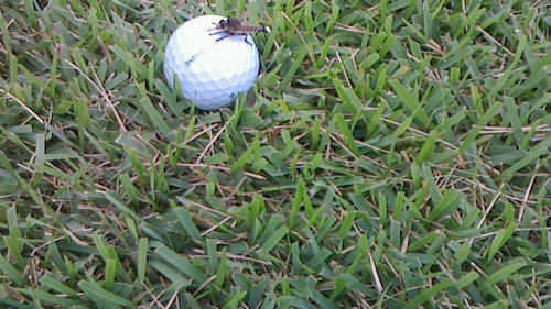ゴルフボールに虫までたかって･･･トホホ
