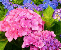 6月