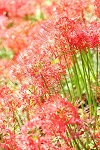 城山の彼岸花