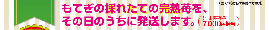 もてぎの採れたての完熟苺を、その日のうちに発送します。（クール便送料込
    7,000円相当）