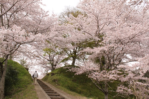 城山公園のサクラは満開