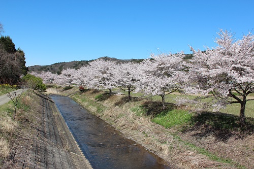 いい里さかがわ館近くの河川沿い