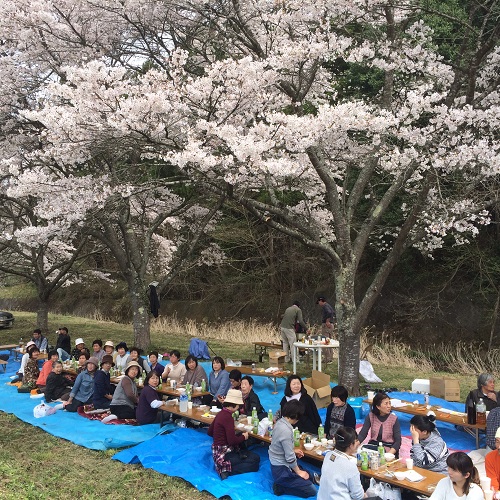 鮎田地区のお花見