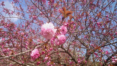カンザン(八重桜)