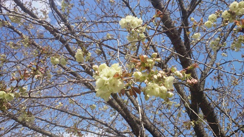 ウコン(八重桜)