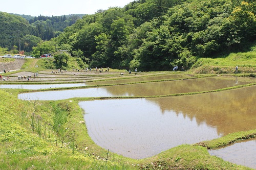 入郷の棚田