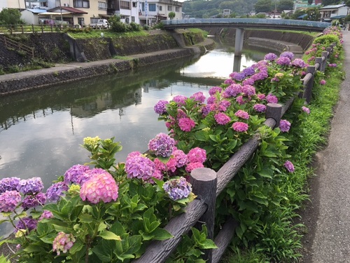 今が花盛りのアジサイ