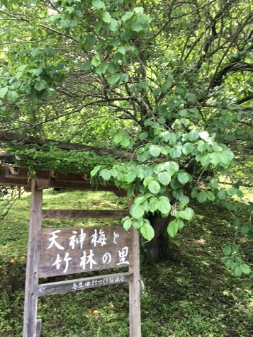 天神梅と竹林の里