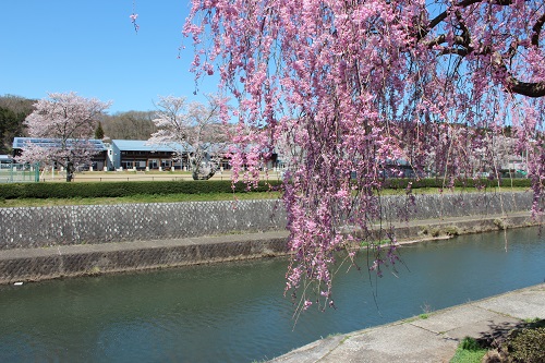 逆川沿いのサクラ（茂木中学校前）