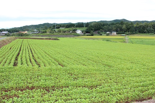 次世代型園芸施設ソバ畑