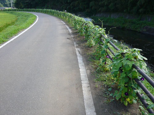 河川沿いの朝顔が涼を添えます