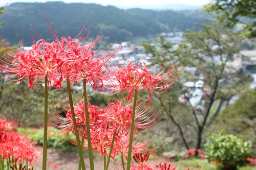 城山公園のヒガンバナ