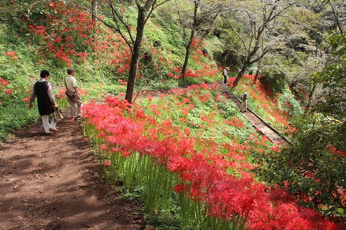 天候の影響か今年は開花が少し遅れました