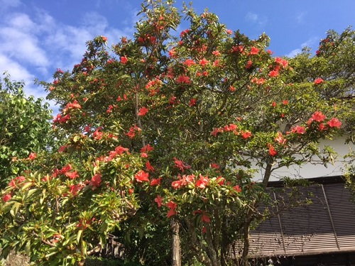 今ごろ、ツツジの花が